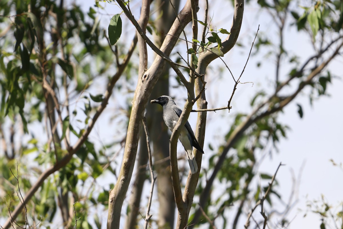 オーストラリアオニサンショウクイ - ML646277553