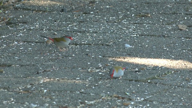 Diamante Cejirrojo - ML646277555