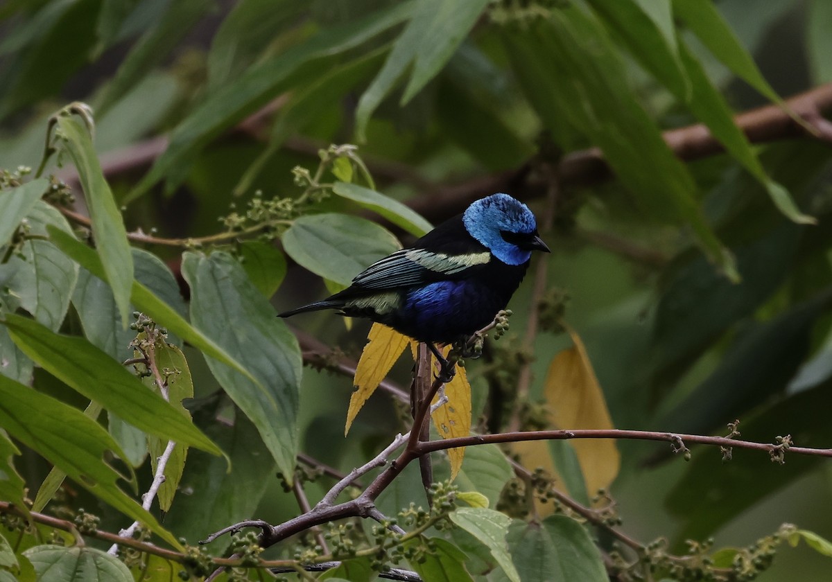Blue-necked Tanager - ML646277556