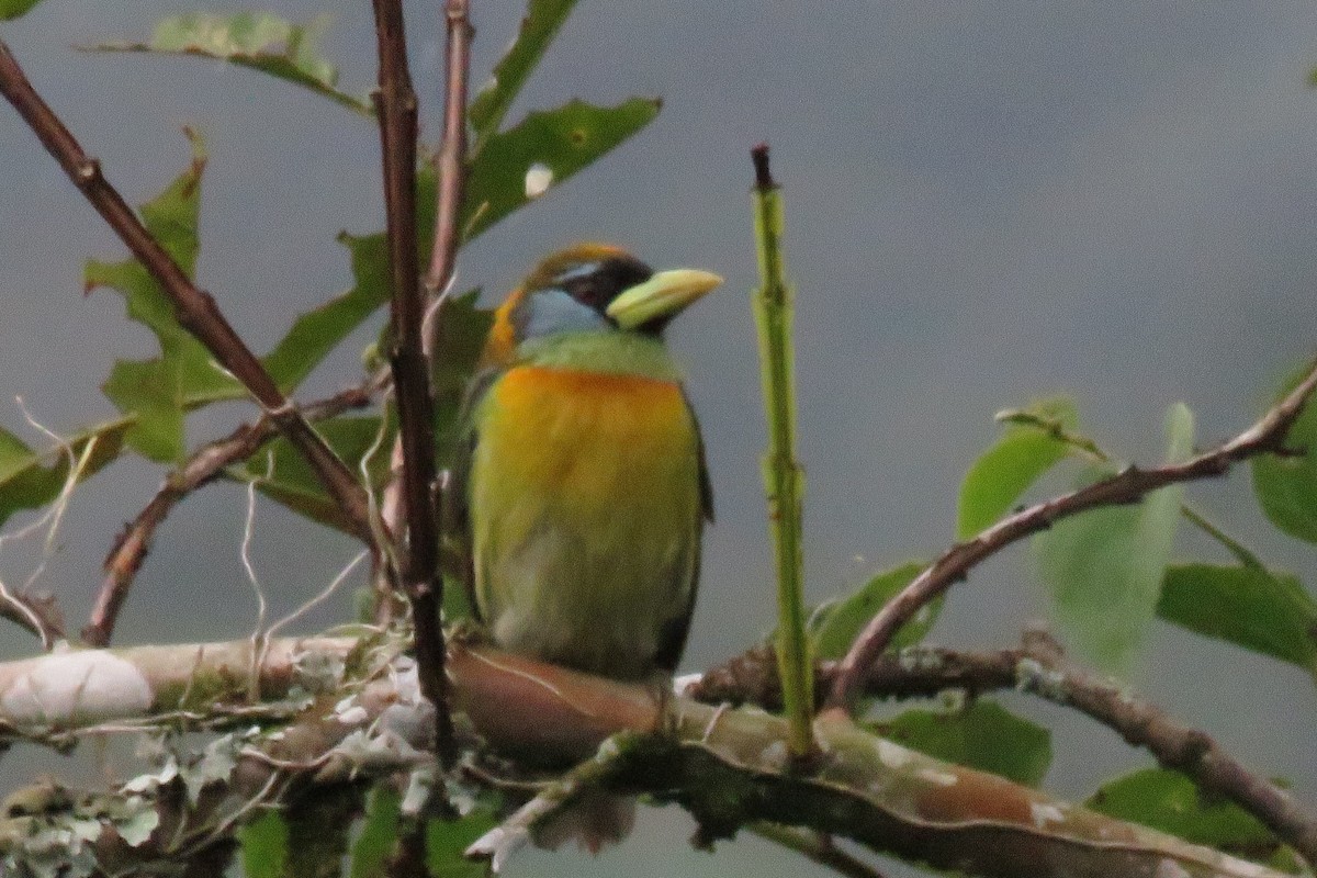 Евбуко андський - ML646277557