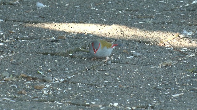 Diamante Cejirrojo - ML646277558