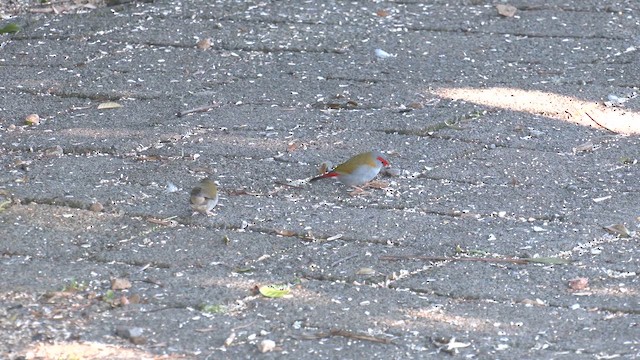 Diamante Cejirrojo - ML646277576