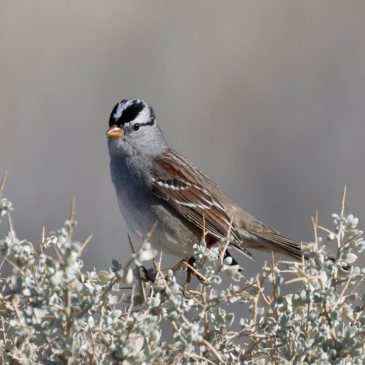 Porsuk Serçesi - ML646277579