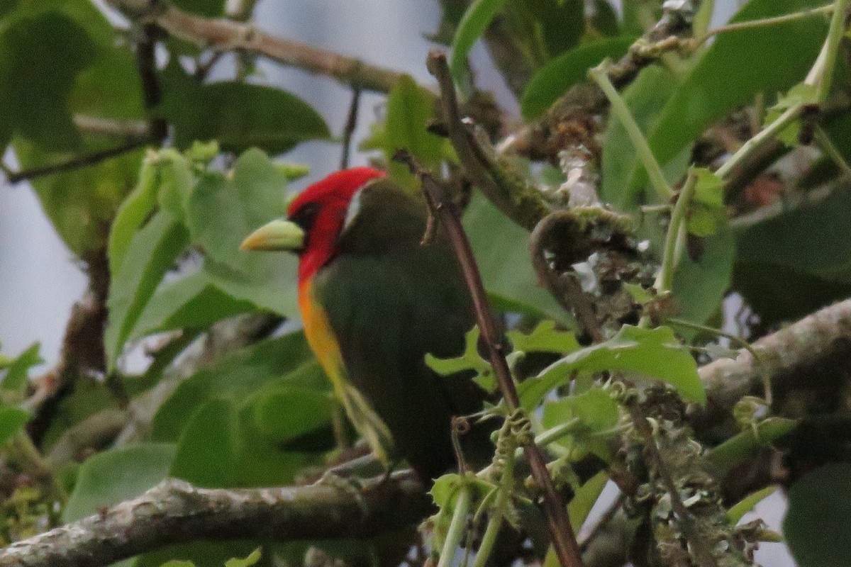 Евбуко андський - ML646277581