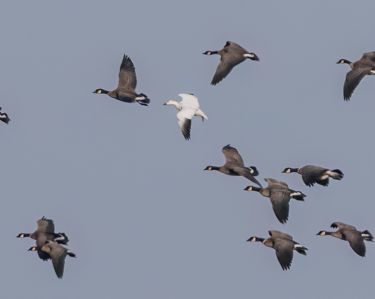 Ross's Goose - ML646277586