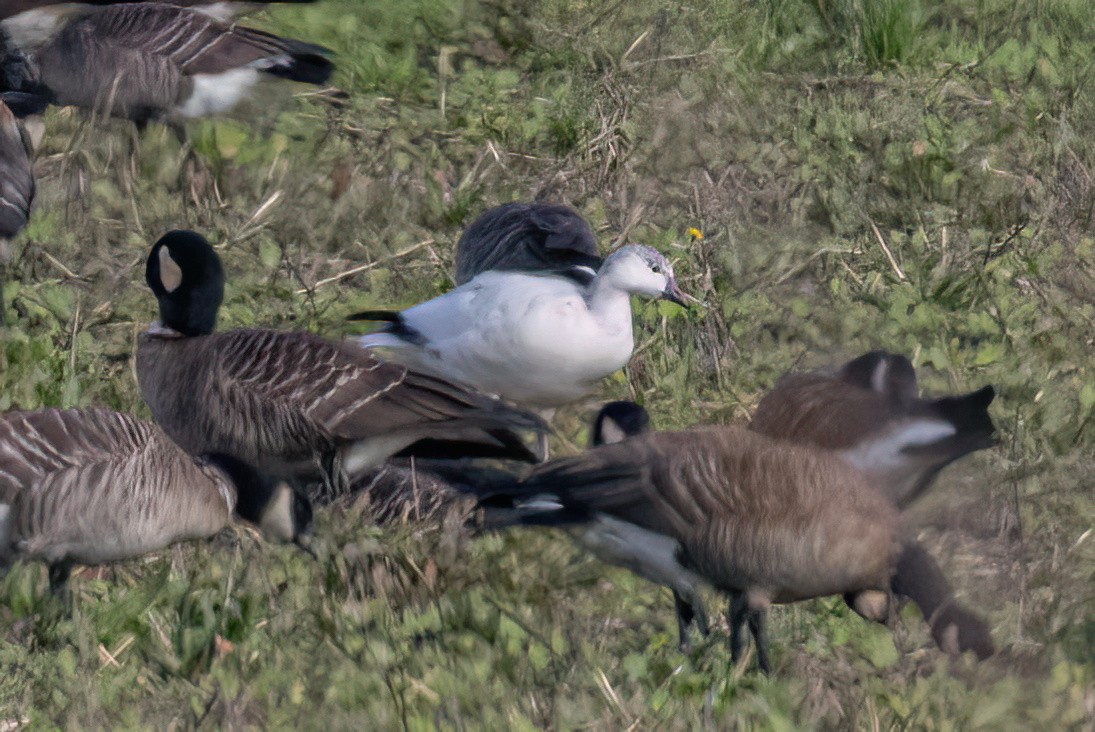 Ross's Goose - ML646277587