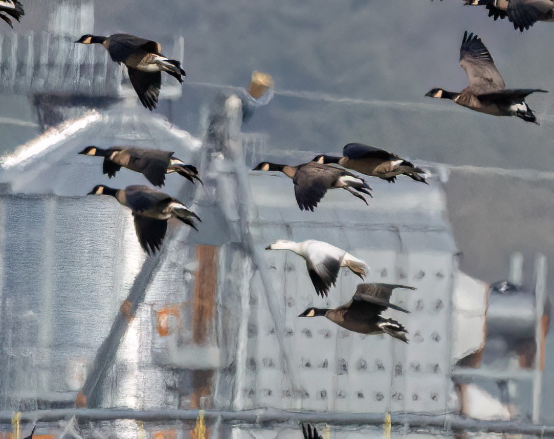 Ross's Goose - ML646277588