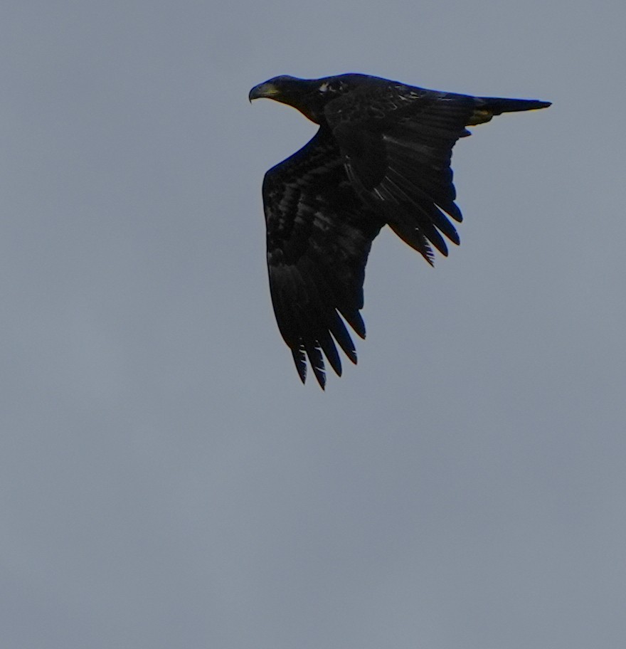 Pygargue à tête blanche - ML646277589