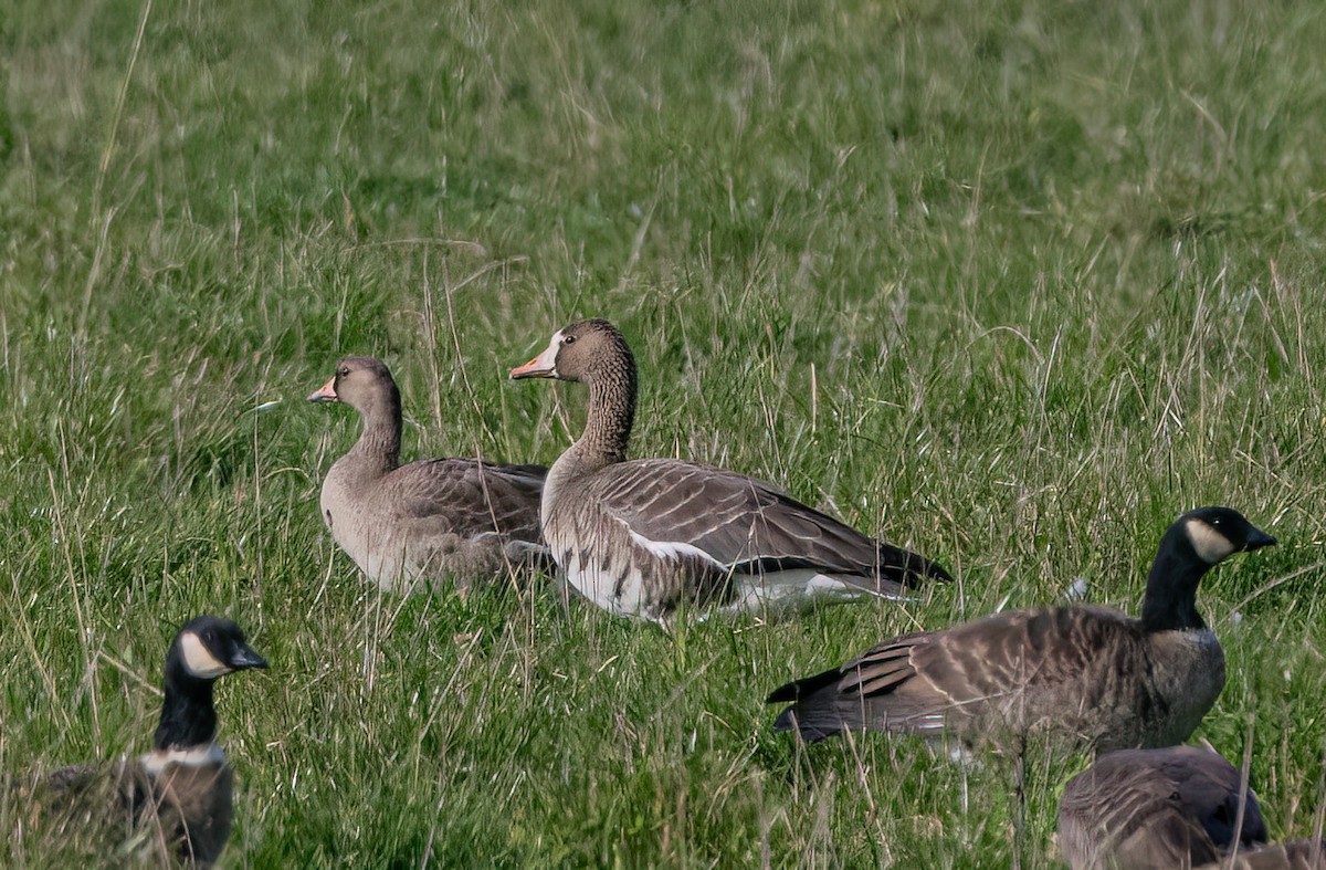Greater White-fronted Goose - ML646277590