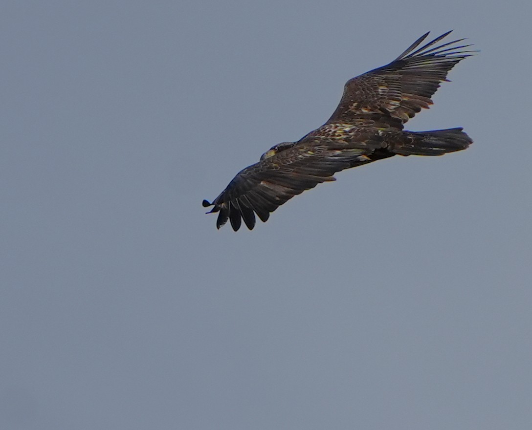 Pygargue à tête blanche - ML646277595