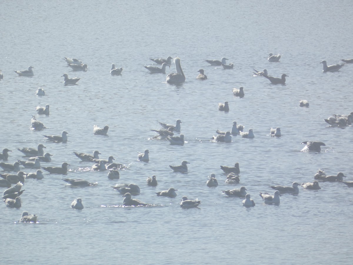 שחף עקוד-מקור - ML646277601