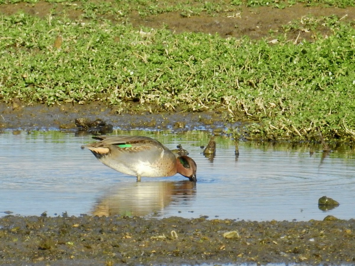 čírka obecná - ML646277603