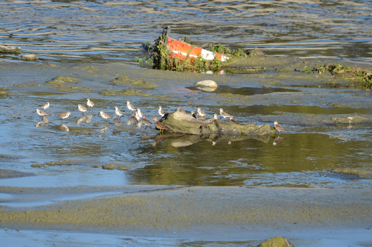 Дутыш - ML646277604