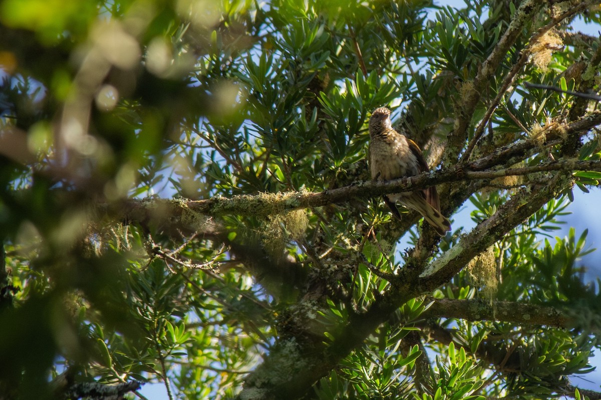 Scaly-throated Honeyguide - ML646277608