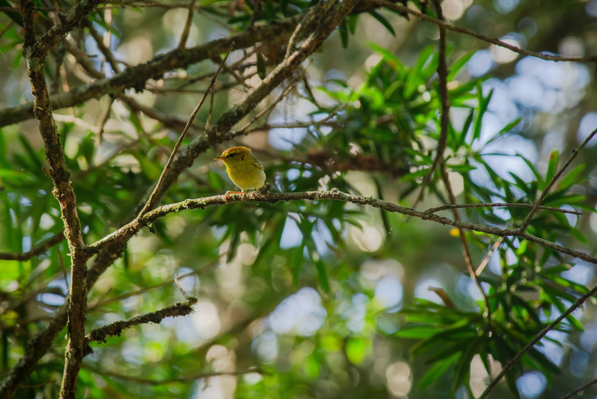 Yellow-throated Woodland-Warbler - ML646277611