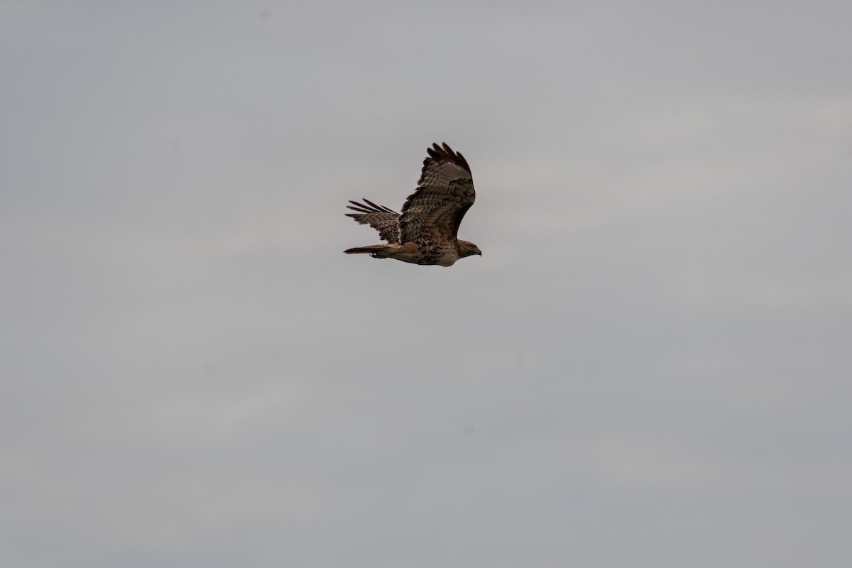 Red-tailed Hawk - ML646277619