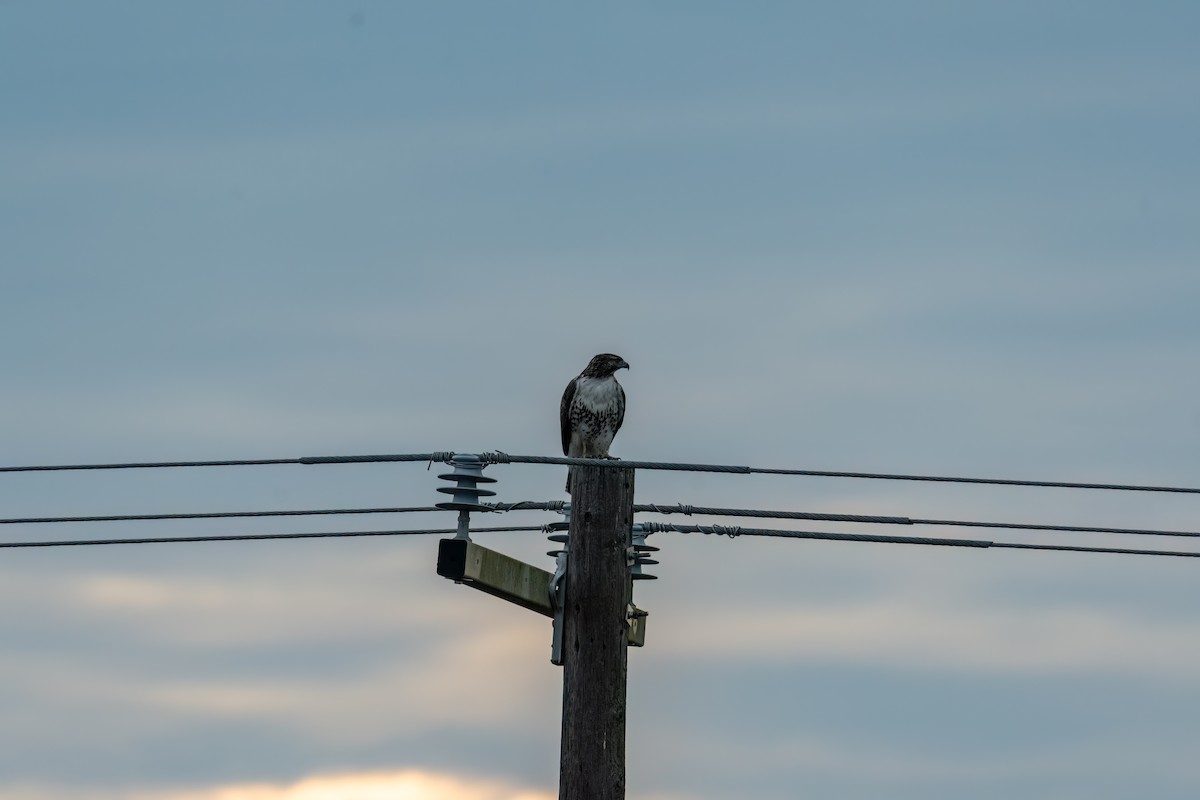 Red-tailed Hawk - ML646277620