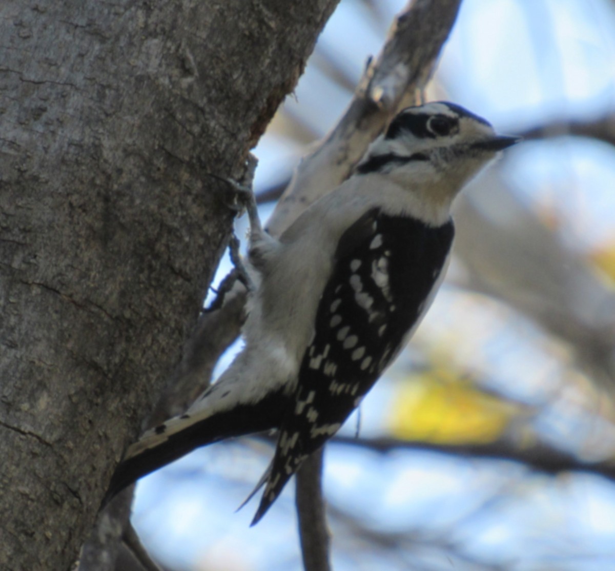 Downy Woodpecker - ML646277621