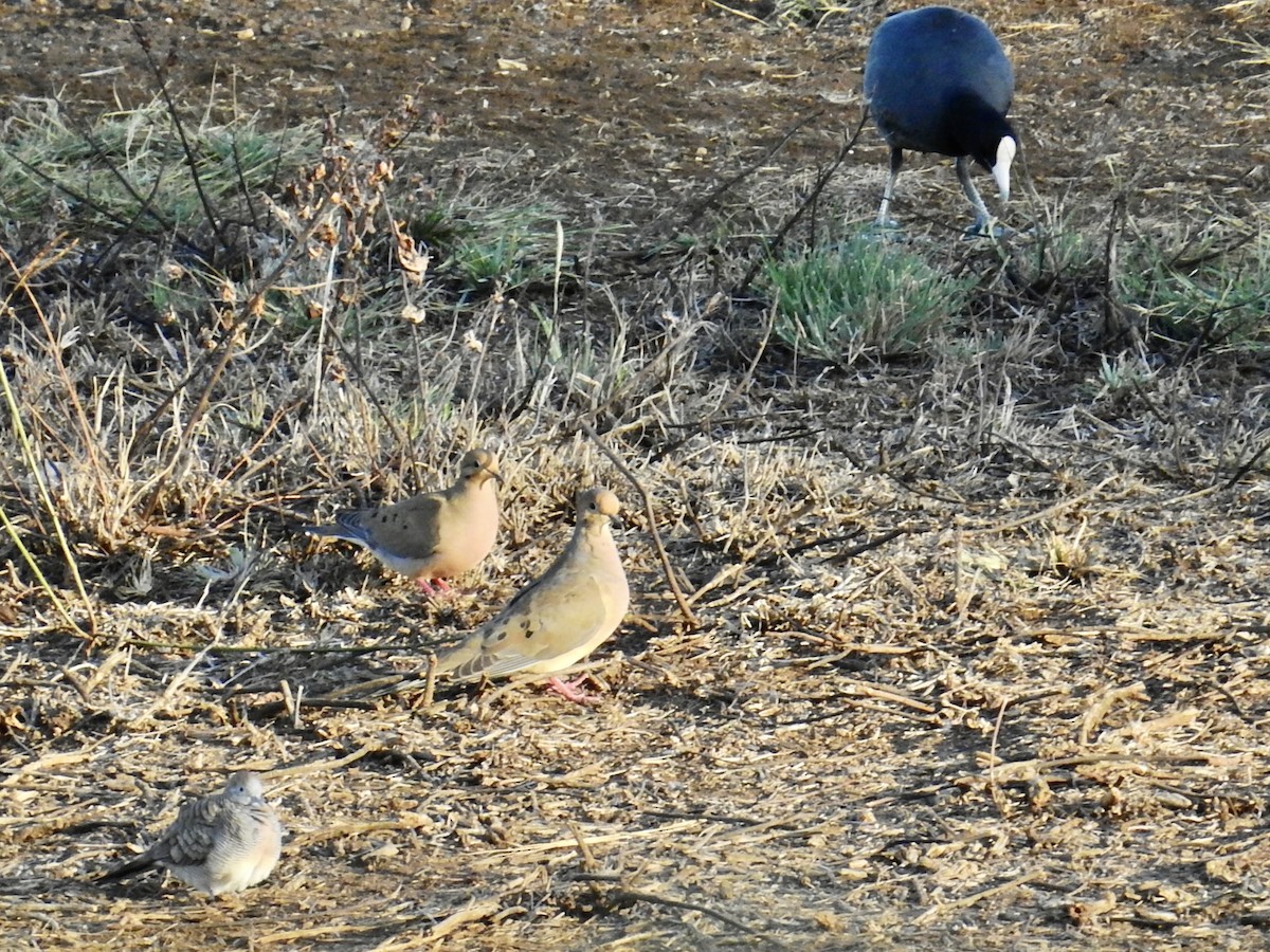 hrdlička karolínská - ML646277622