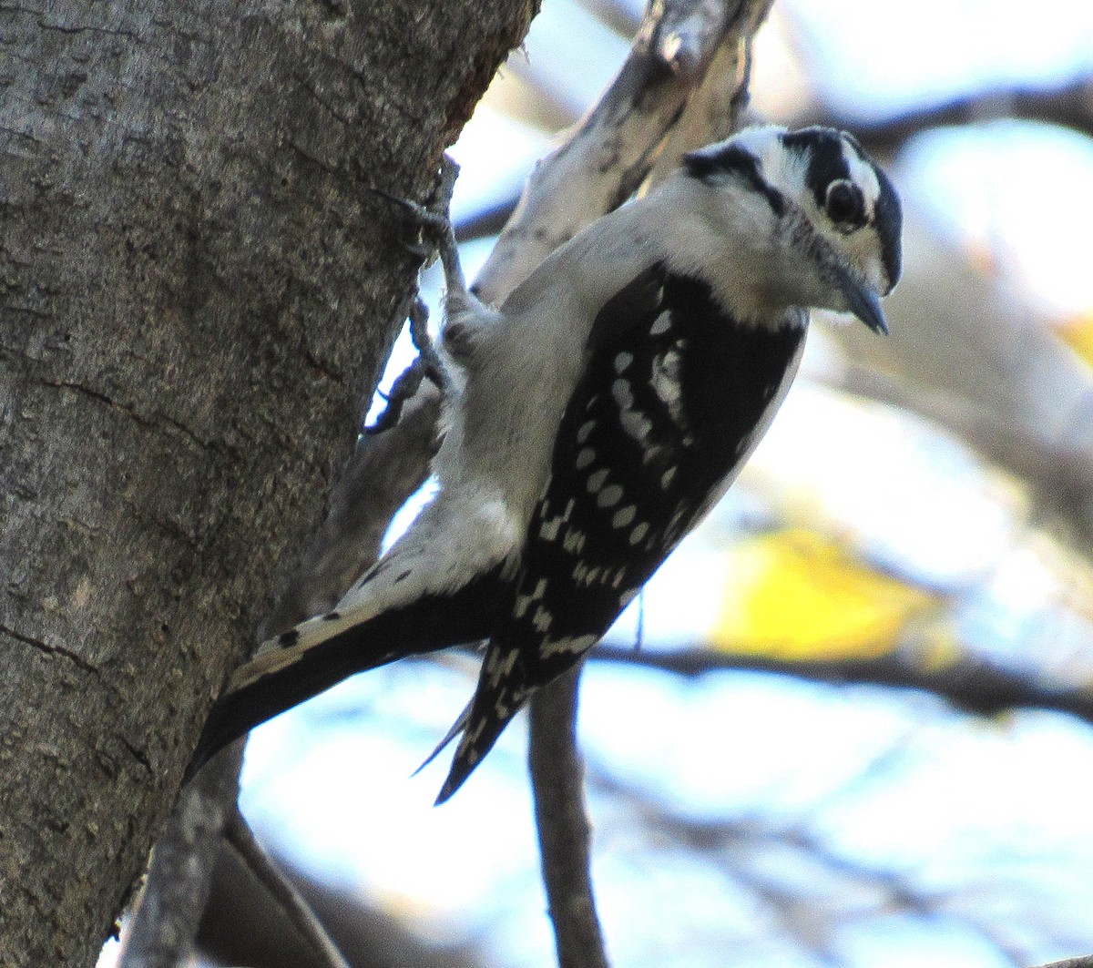 Downy Woodpecker - ML646277626