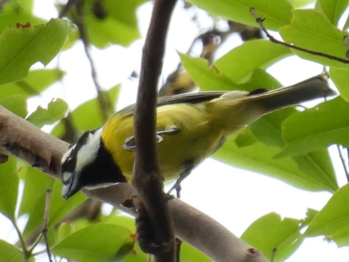 Eastern Shrike-tit - ML646277627