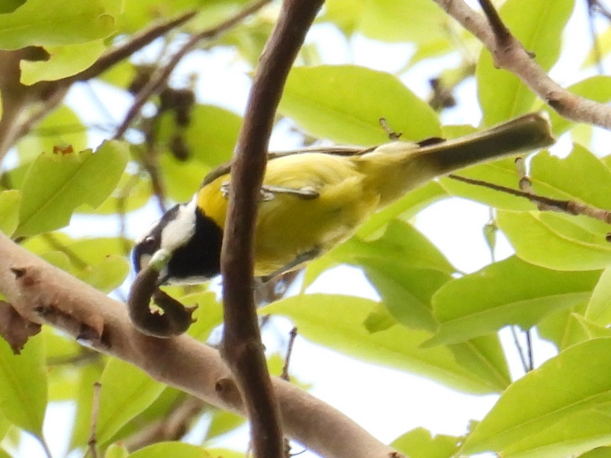 Eastern Shrike-tit - ML646277628