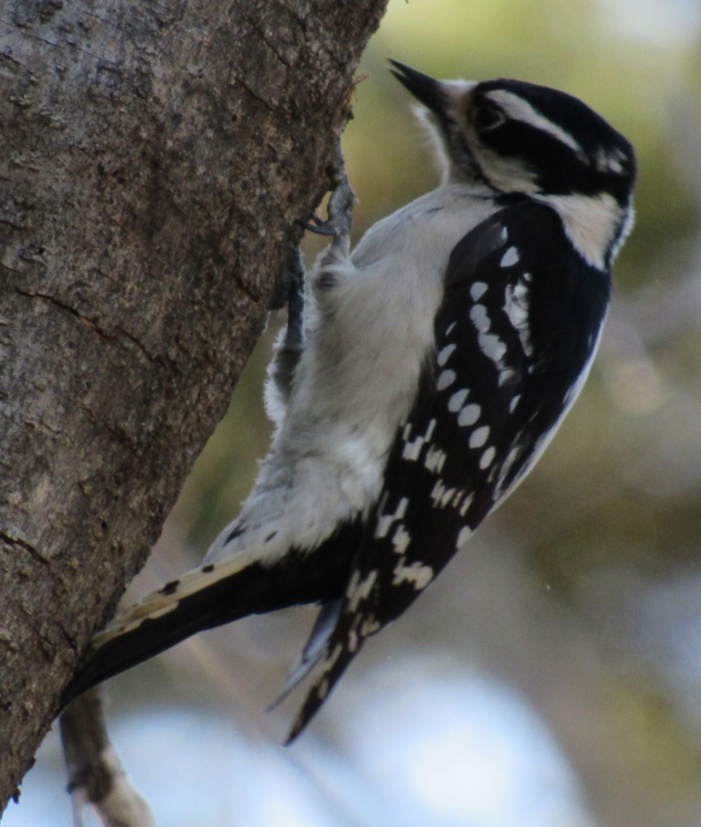 Downy Woodpecker - ML646277631