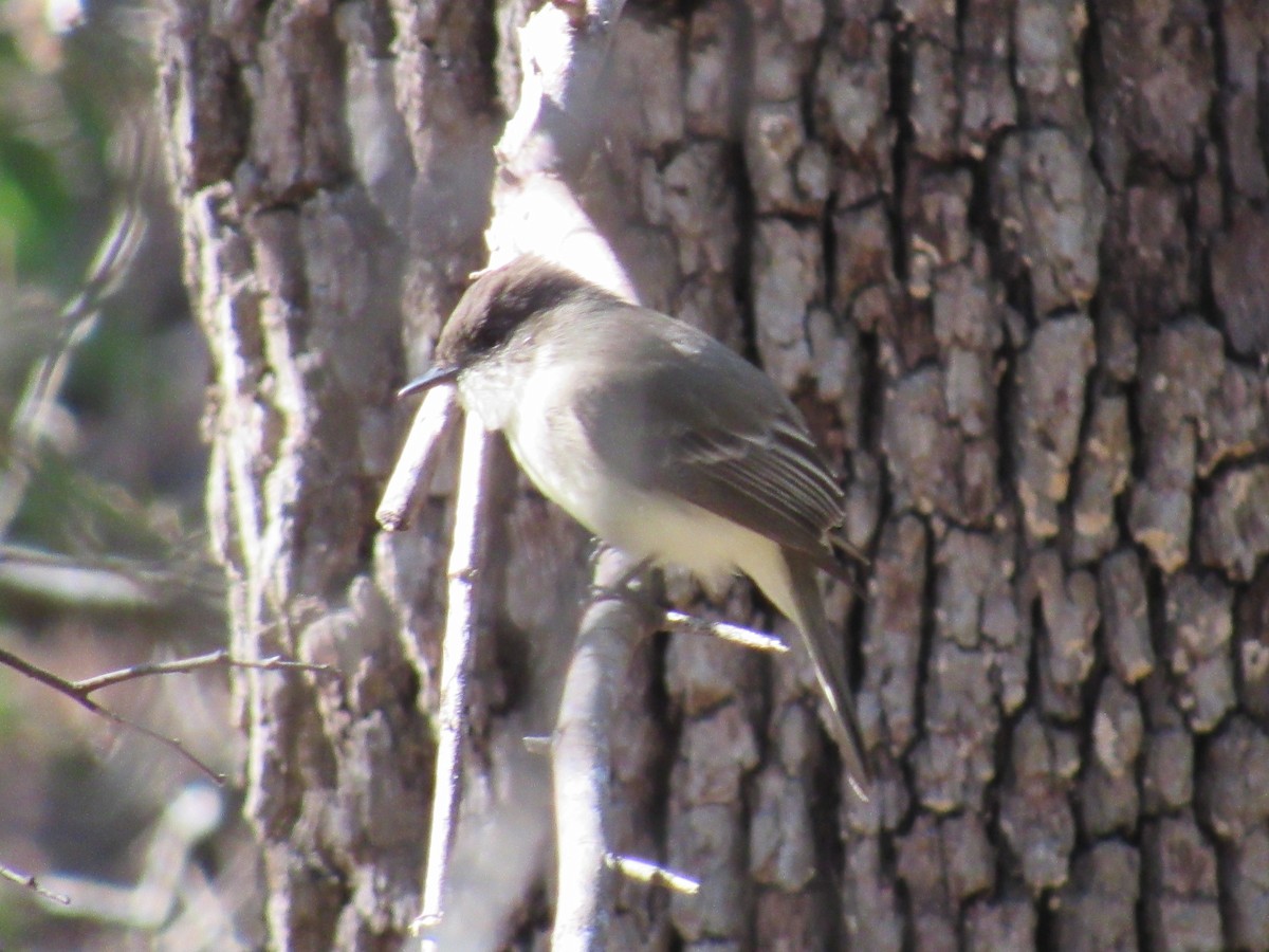 Moucherolle phébi - ML646277644