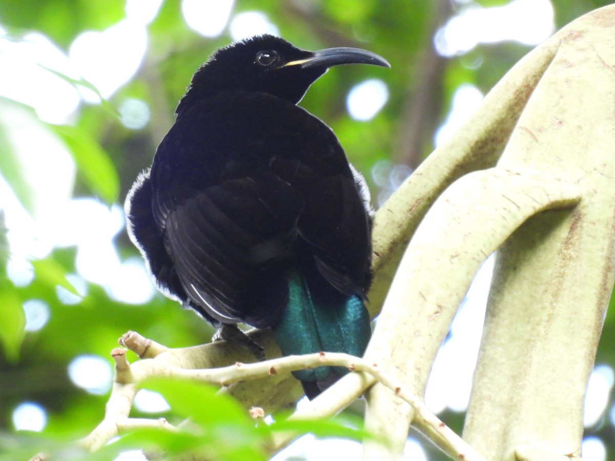 Paradise Riflebird - ML646277646