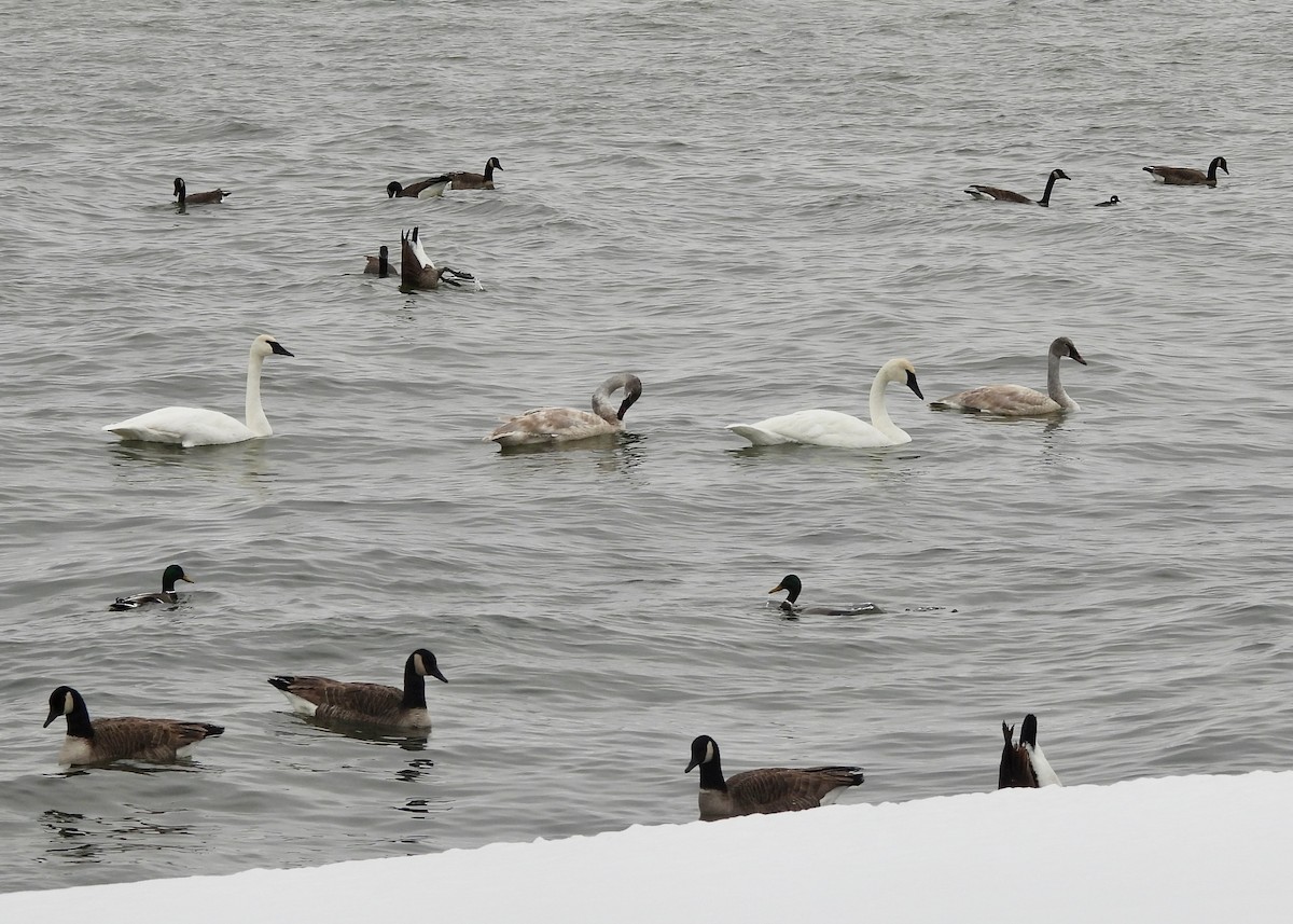 ナキハクチョウ - ML646277647