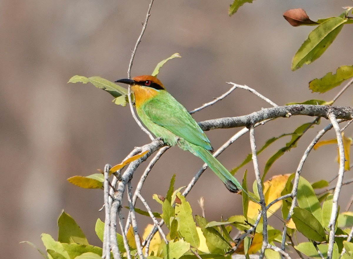 Böhm's Bee-eater - ML646277648