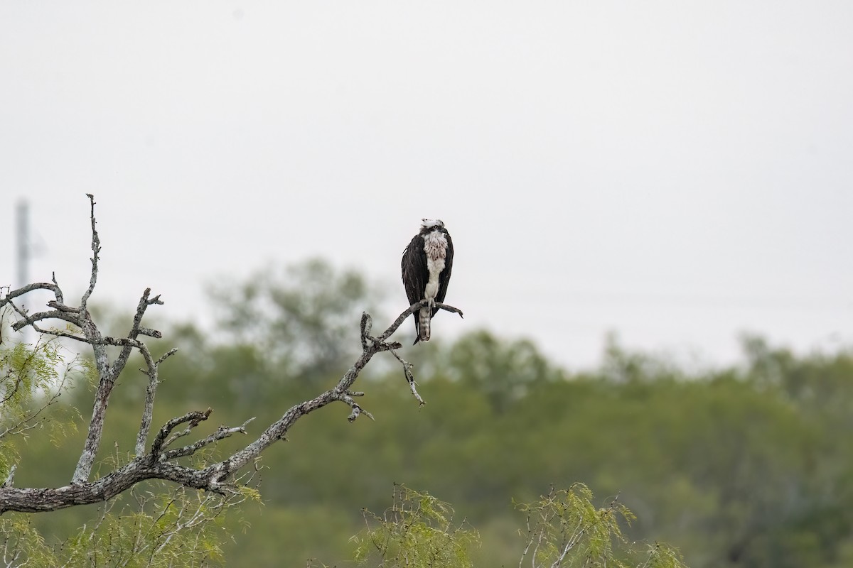 Osprey - ML646277649
