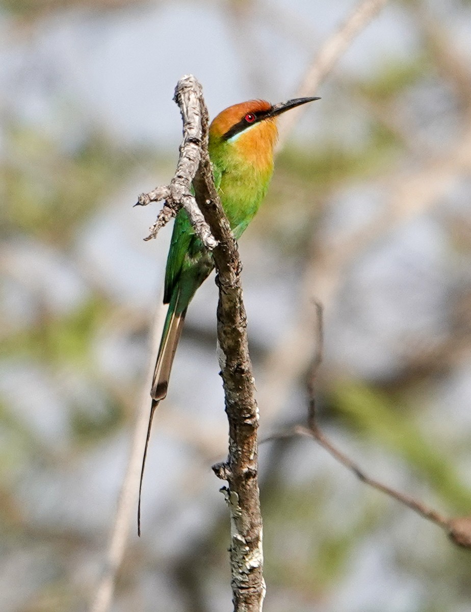 Böhm's Bee-eater - ML646277652