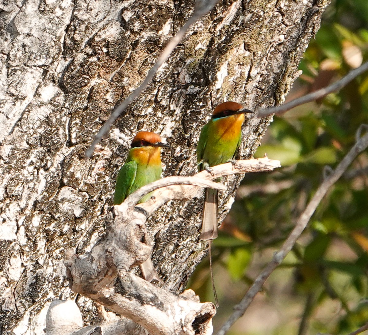 Böhm's Bee-eater - ML646277654