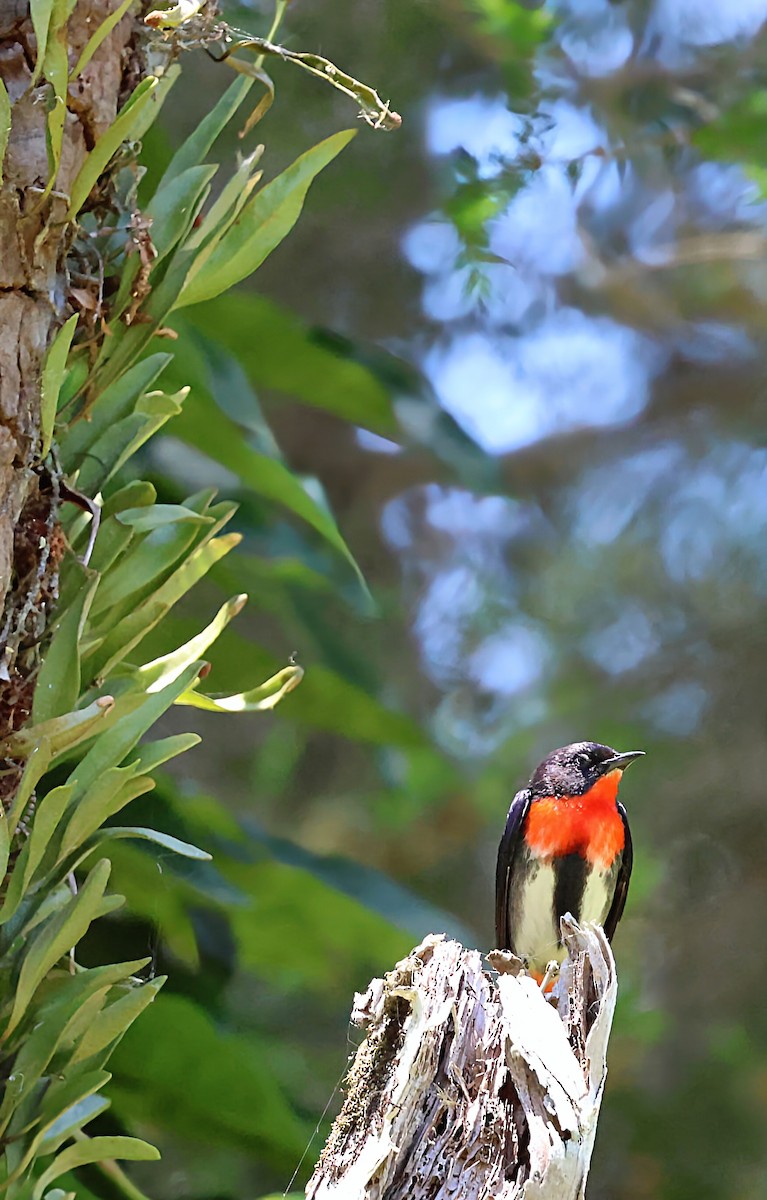 Mistletoebird - ML646277659