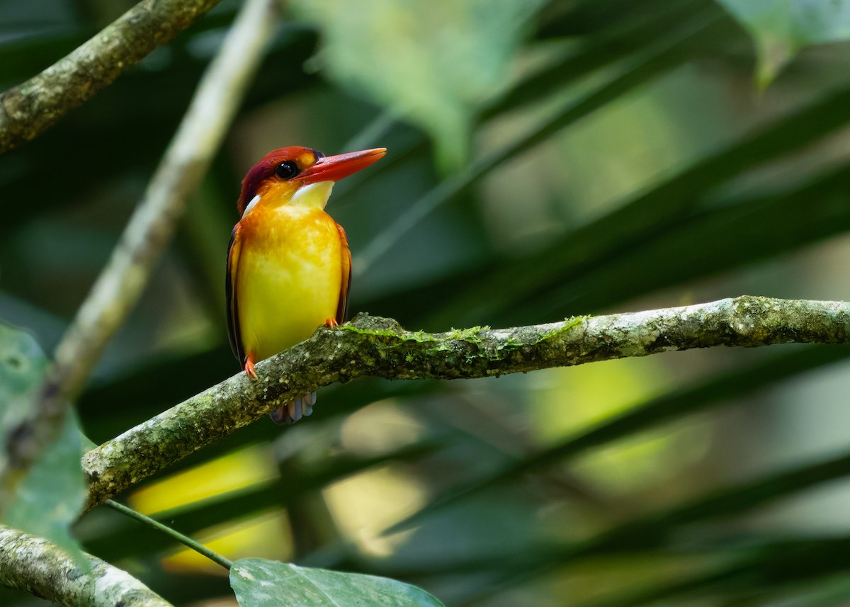 Rufous-backed Dwarf-Kingfisher - ML646277661