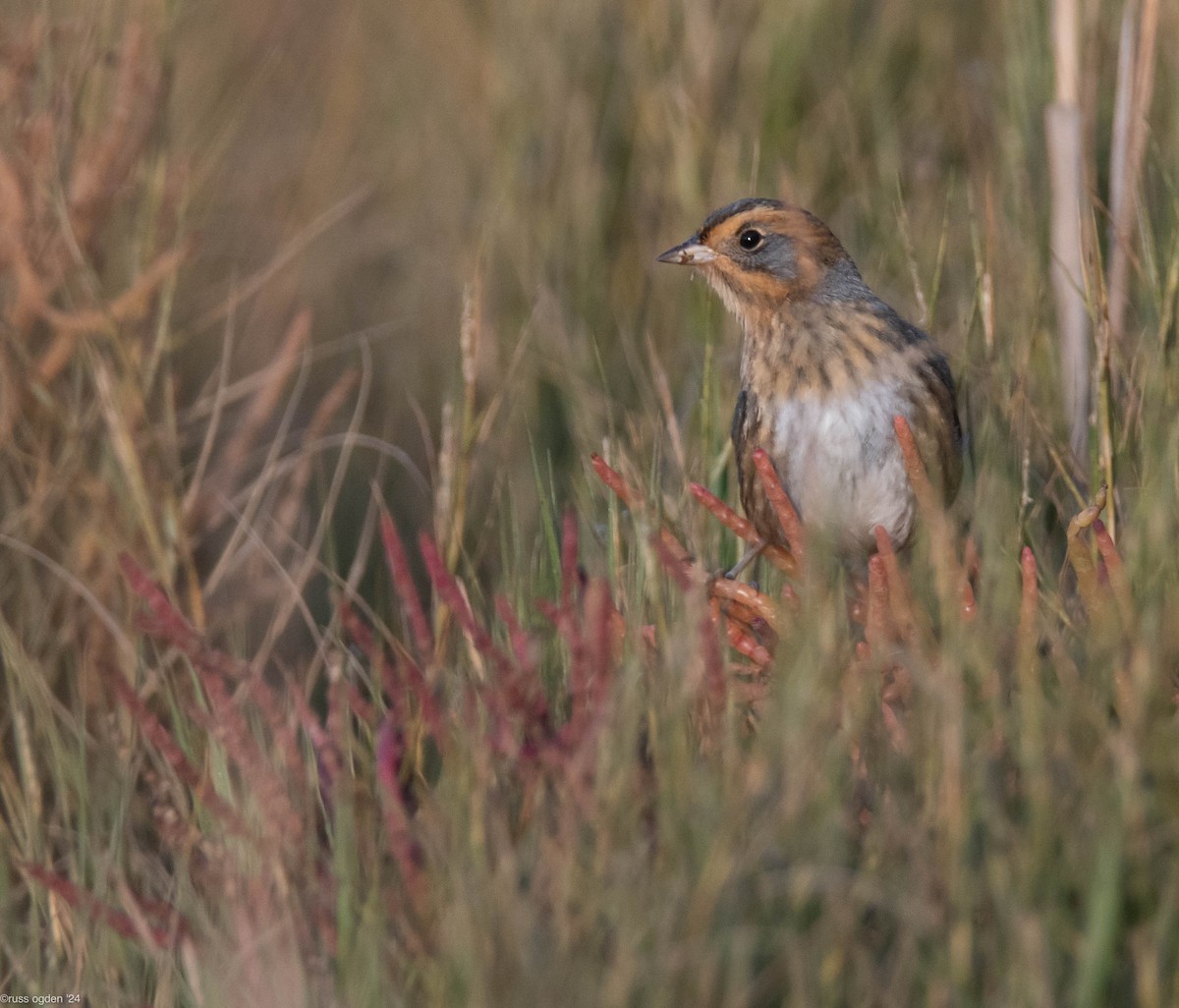 Nelson's Sparrow - ML646277668