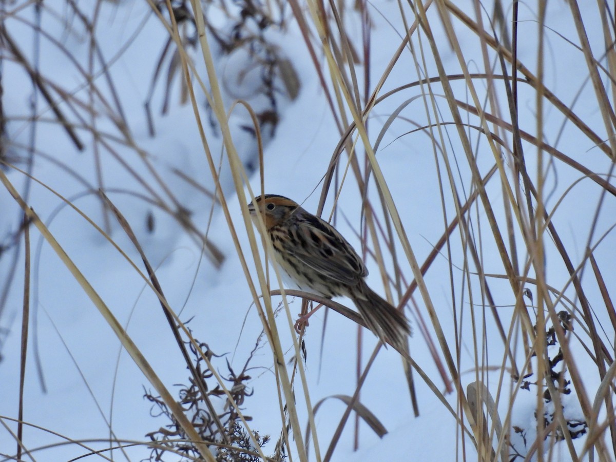 Leconteammer - ML646277671