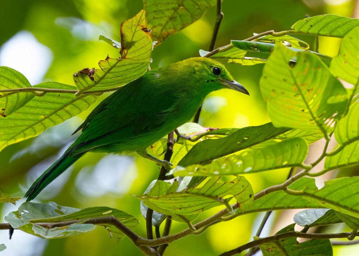 Blue-winged Leafbird - ML646277672