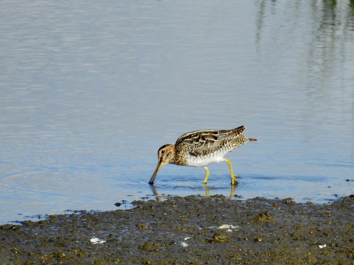 bekasina severoamerická - ML646277675