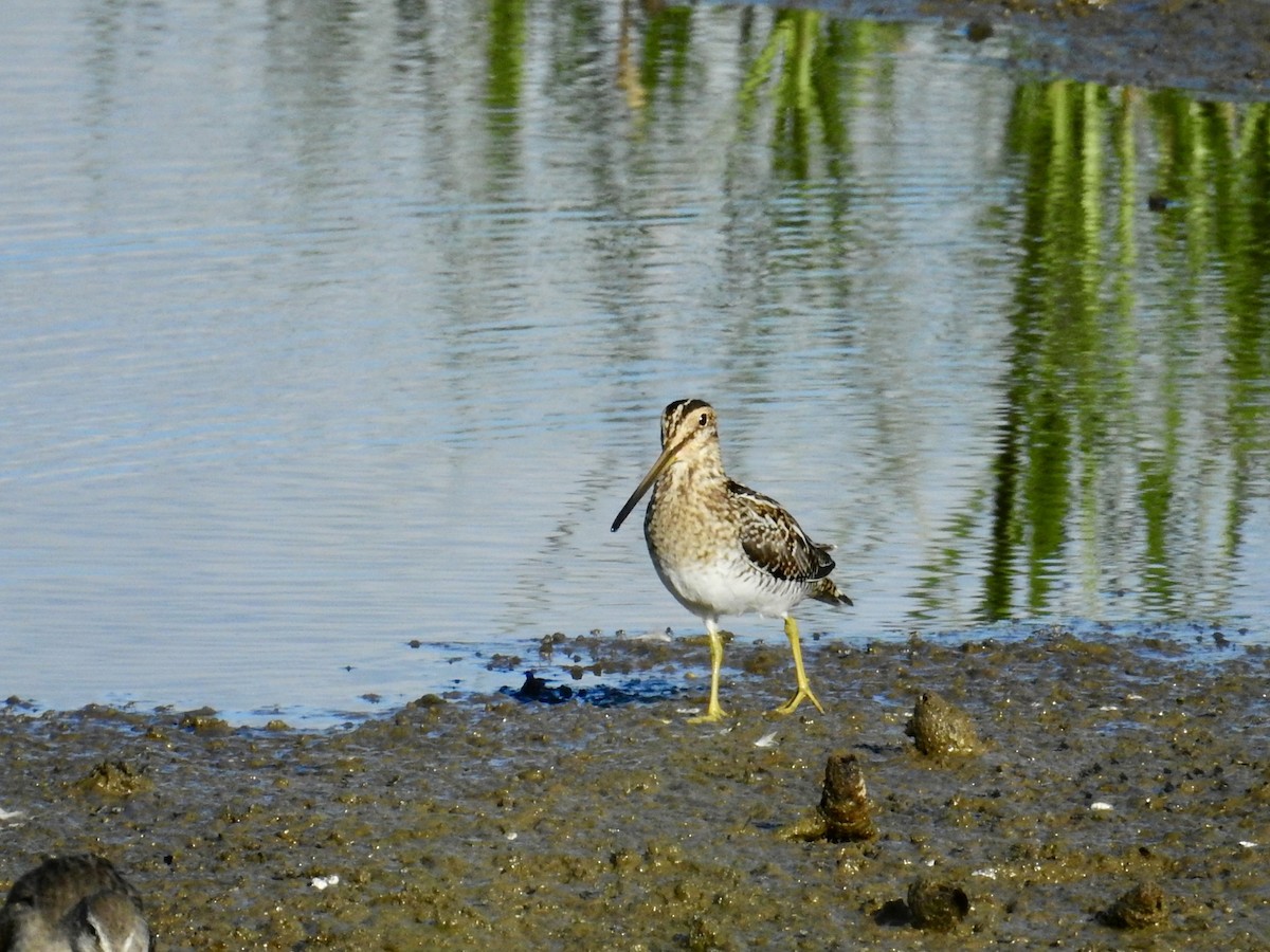 bekasina severoamerická - ML646277676