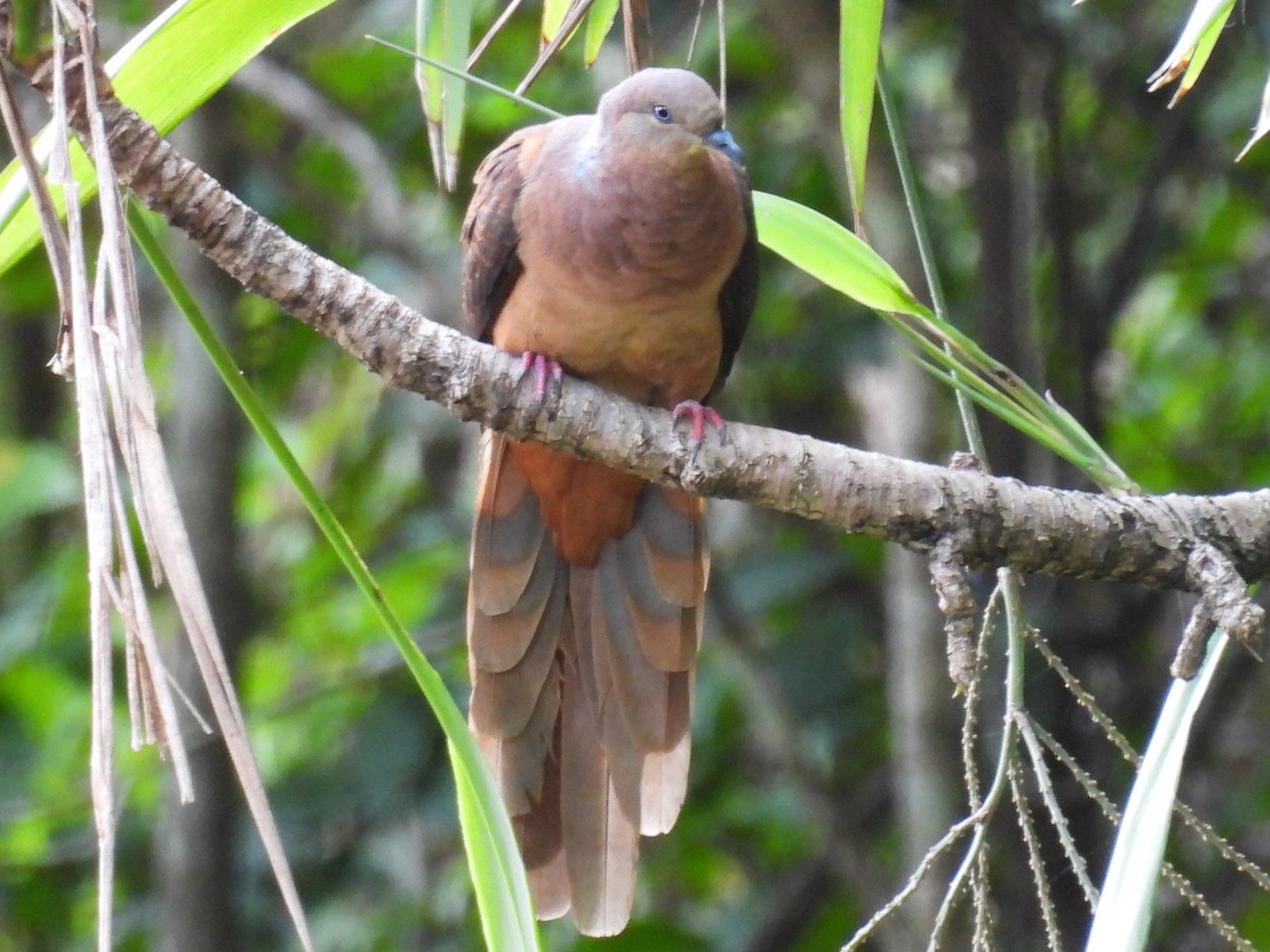 Brown Cuckoo-Dove - ML646277678