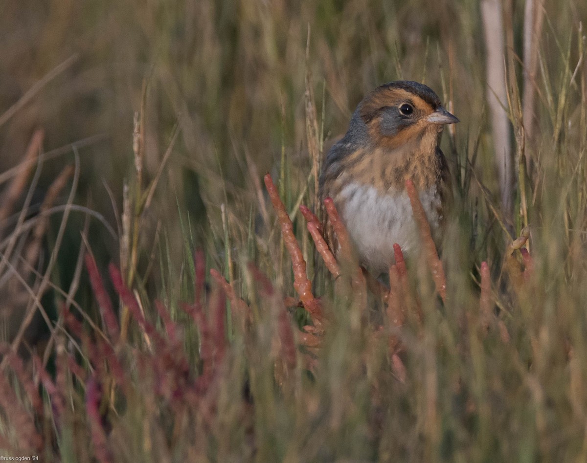 Nelson's Sparrow - ML646277679