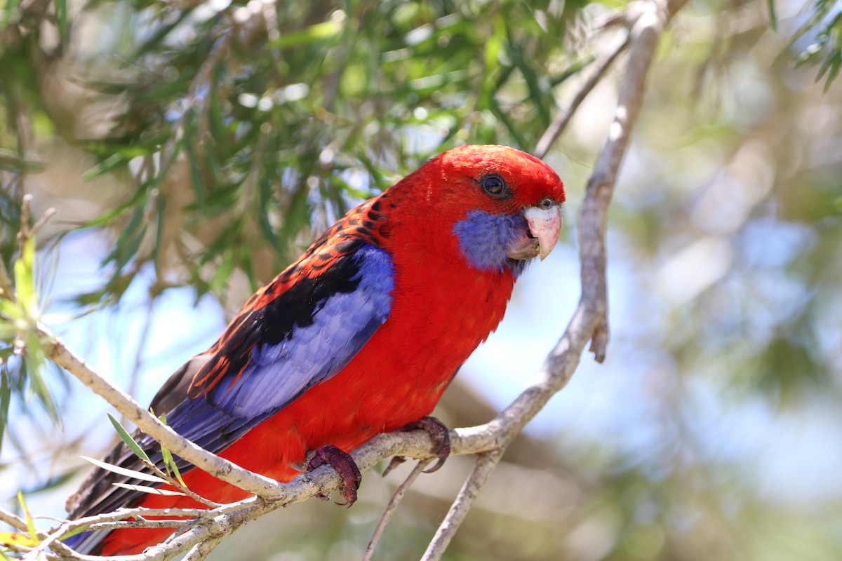 Crimson Rosella - ML646277683