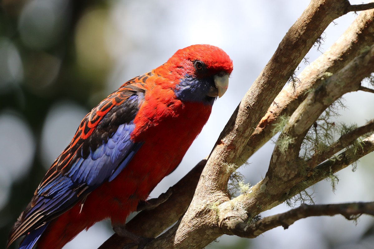 Crimson Rosella - ML646277684