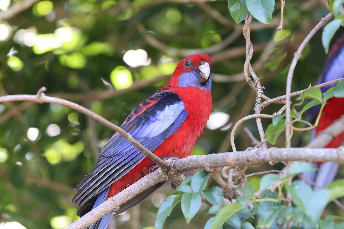 Crimson Rosella - ML646277687
