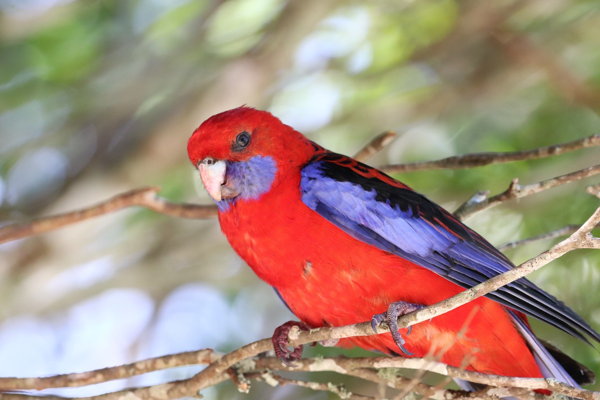 Crimson Rosella - ML646277688