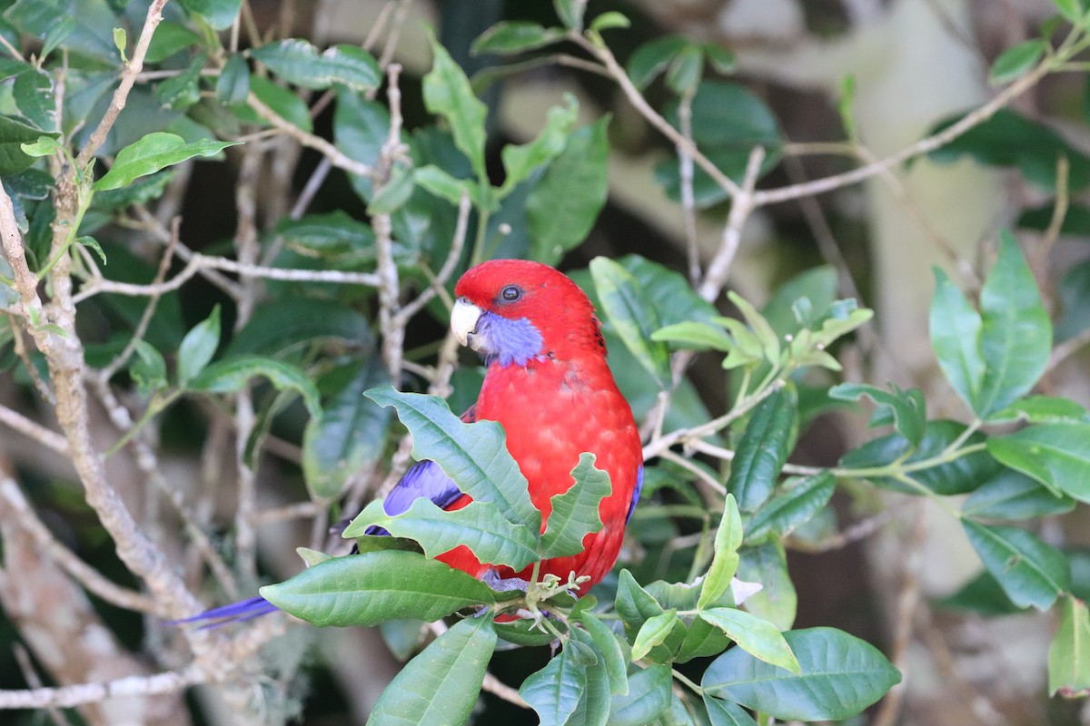 Crimson Rosella - ML646277691