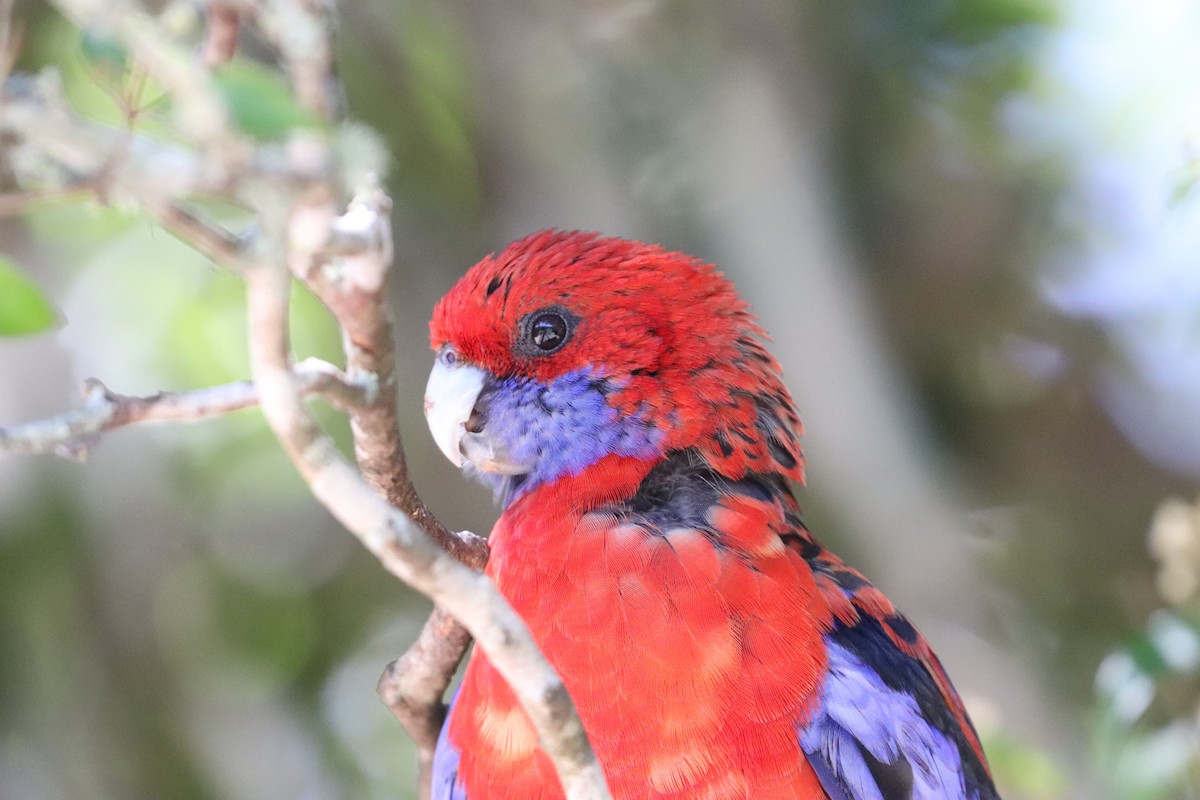 Crimson Rosella - ML646277692
