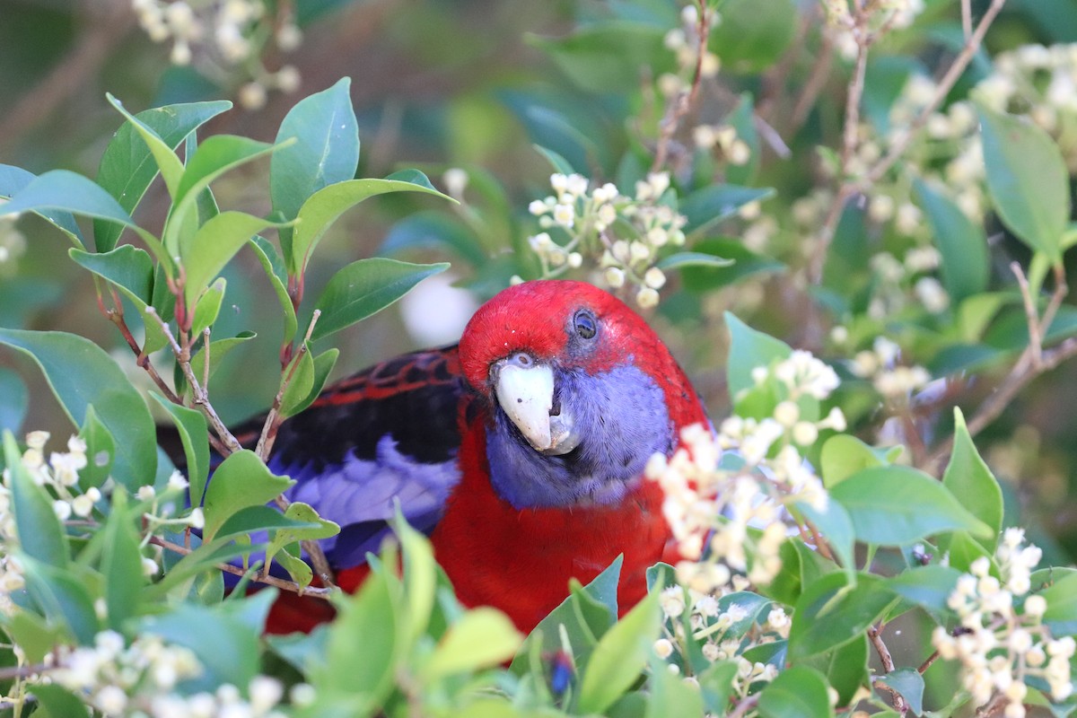 Crimson Rosella - ML646277693